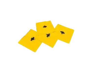 Playground inflable básico